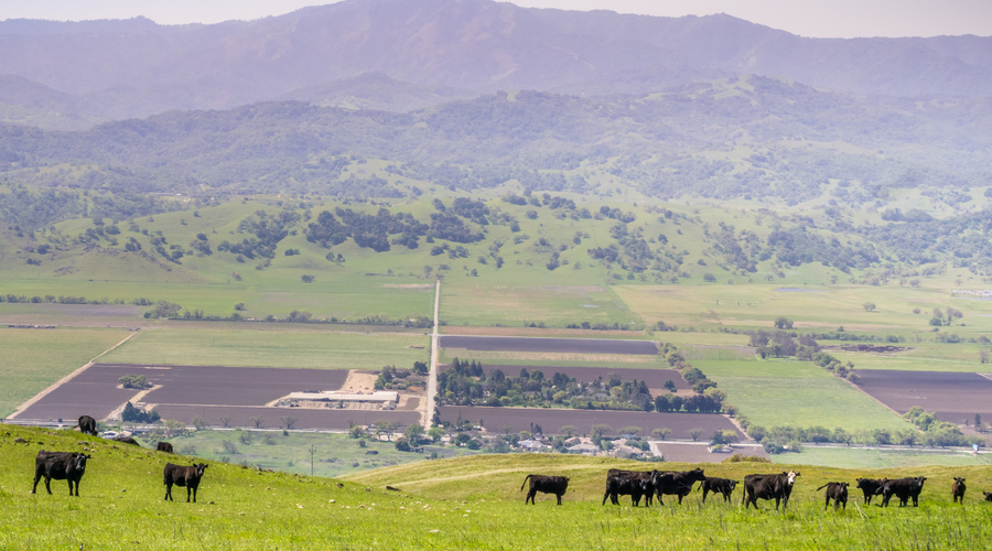 5 Things You Must Know Before Buying Wagyu premium beef Online
