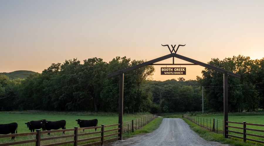 From Pasture to Plate: The Secret to Wagyu's Flavor Starts with the Cow