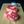 Load image into Gallery viewer, Osso Buco Fresh / Gold
